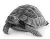 Tortoise Tortoise